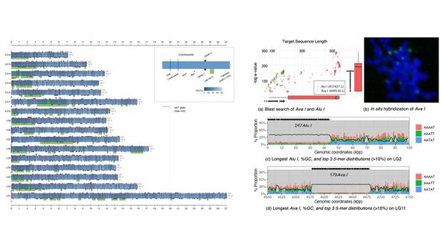 Professor Kwon Hyung-uk’s Research Team at Incheon National University Establishes the Foundation for Digital Breeding by Completing the Genome Map of the Native Honeybee 대표이미지